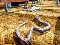 Python: Snake Simulator